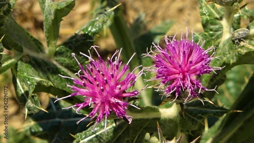 Close up of Notobasis Syriaca, or Syrian Thistle in Iran. Native insects like bees and bugs are climbing over the flowering plant. photo