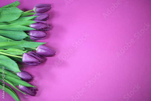 Tulips on pink background, hello spring photo