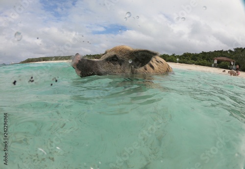 Close up dome shot of a swimming pig at the Major Cays in the Bahamas Islands.