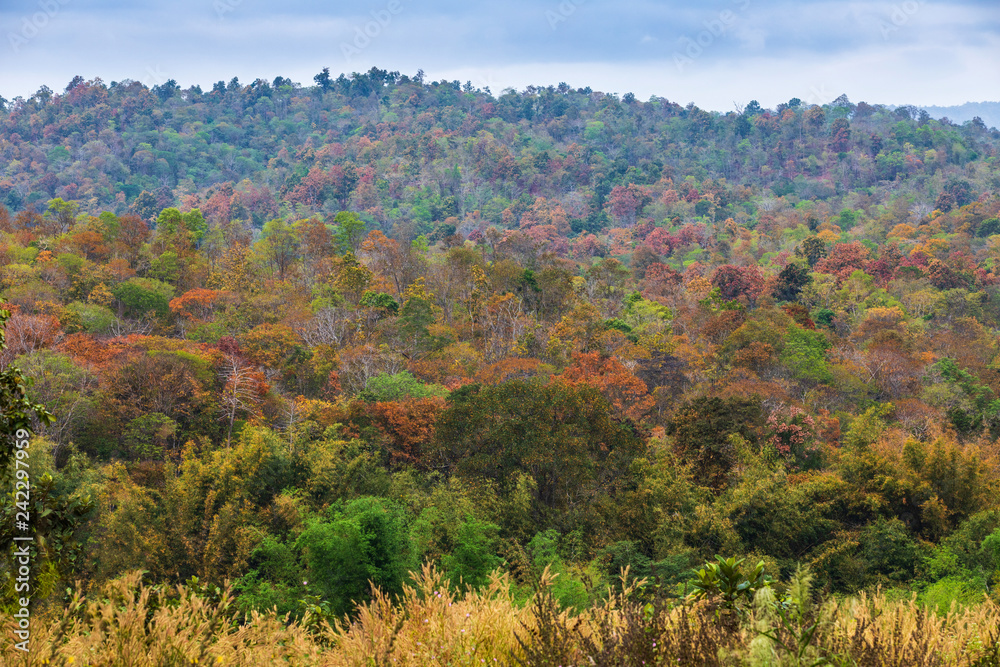 The beautiful deciduous forest in border of Thailand and Laos.