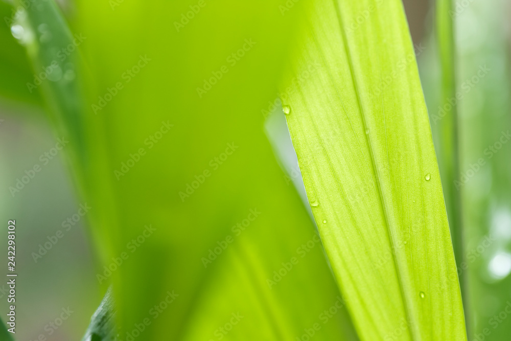 Closeup of nature leaves green blur. In the spring Under the morning light. Water drop on leave.Use as background and wallpapers. Closeup of nature leaves green blur. In the spring Under the morning light. Water drop on leave.Use as background and wallpapers.
