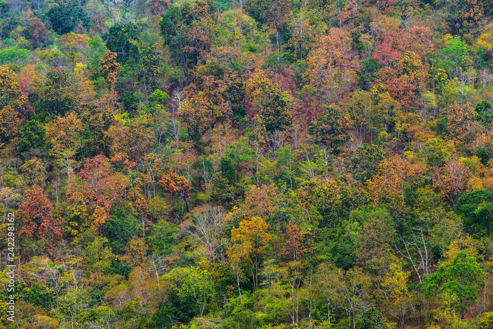 The beautiful deciduous forest in border of Thailand and Laos.