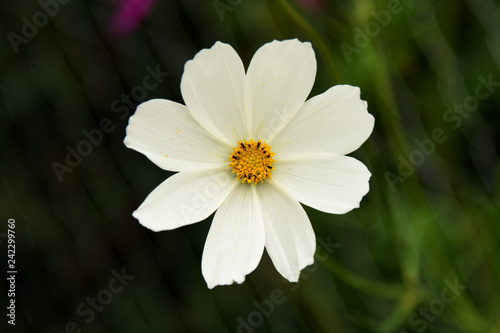 garden cosmos