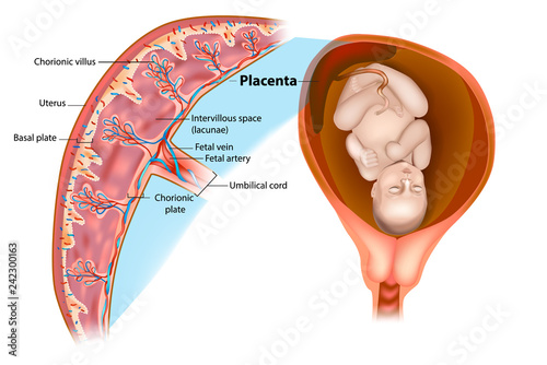 Placental structure and circulation.  photo