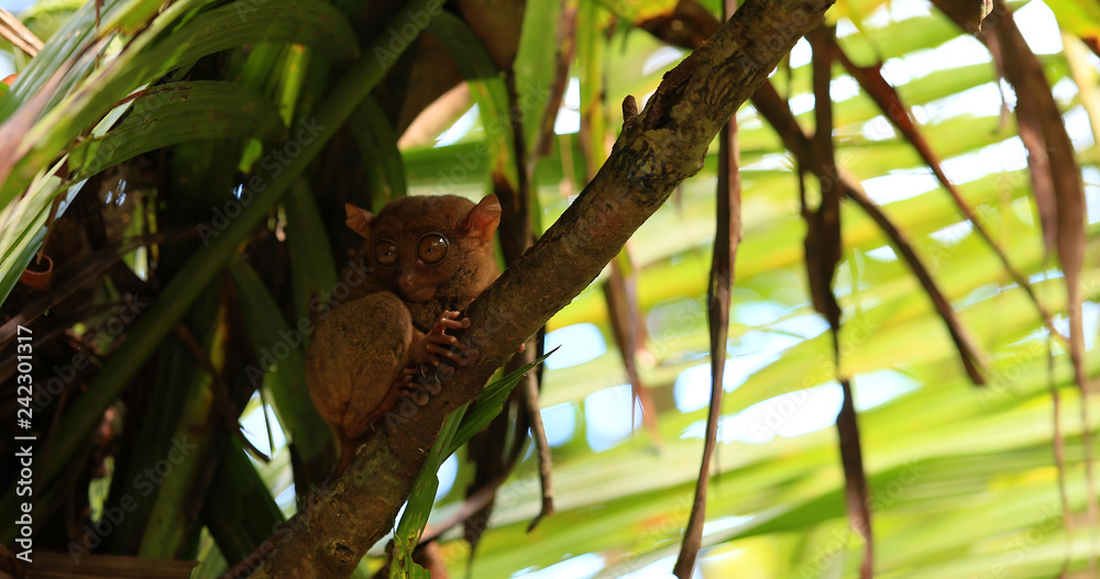 Fototapeta premium tarsier in a tree, philippine