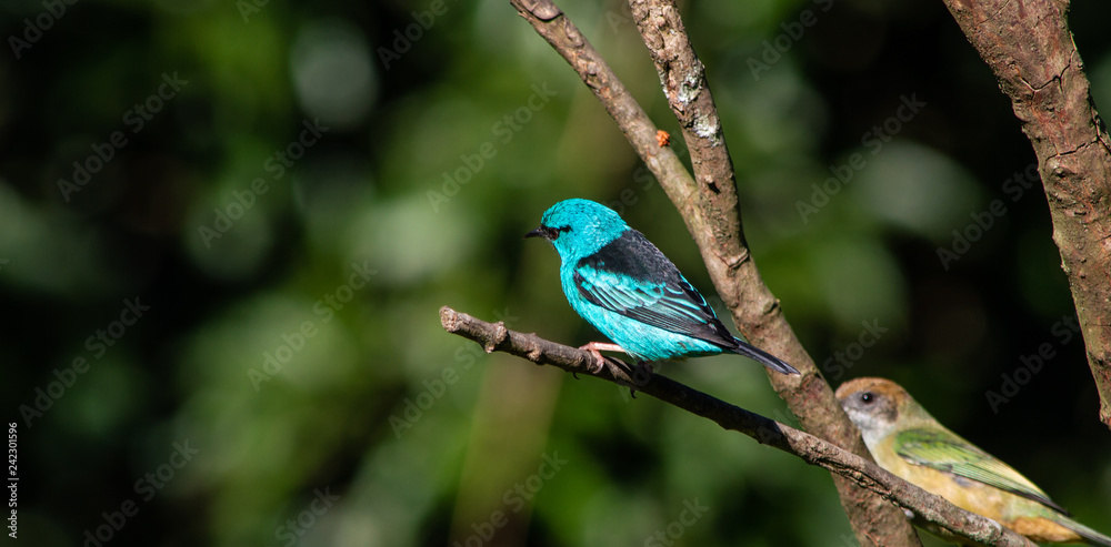 Obraz premium Blue Bird