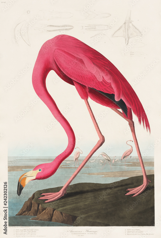 Naklejka premium Pink Flamingo from Birds of America (1827) autorstwa Johna Jamesa Audubona (1785 - 1851), wytrawione przez Roberta Havella (1793 - 1878)