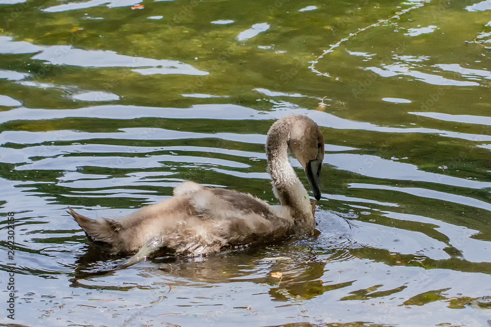 Swans & Young