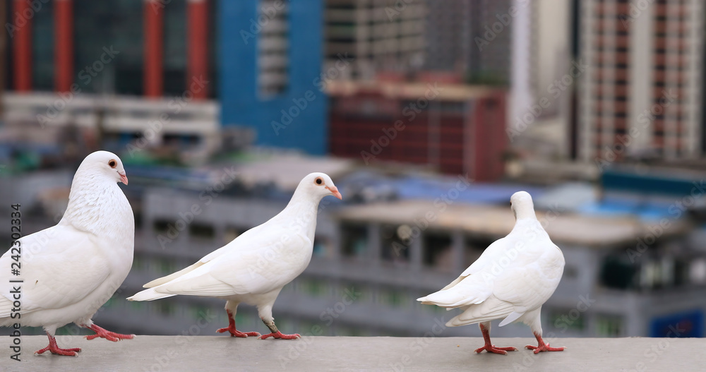 Obraz premium White pigeons in the city of Manila, Philippines
