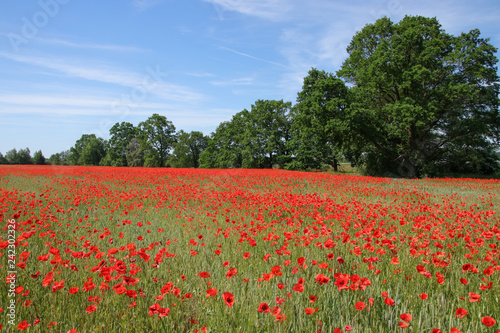 Field Of Poppies and cornflowers In Summer Countryside  Germany