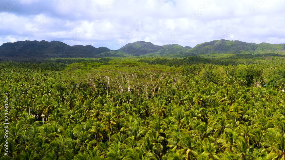 palm plantation in aerial view, philippines