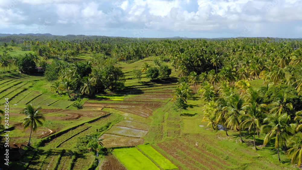 Fototapeta premium rice field in aerial view, Philippines