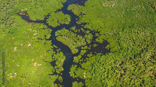 mangrove in aerial view, philippines