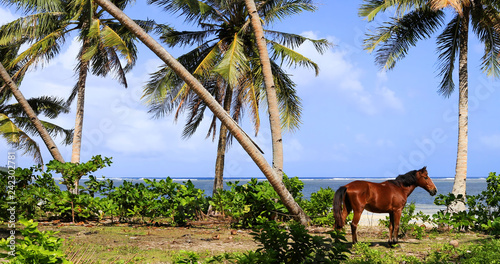 horse on the beach, philippines