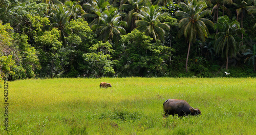 buffalo in rice fields  philippines