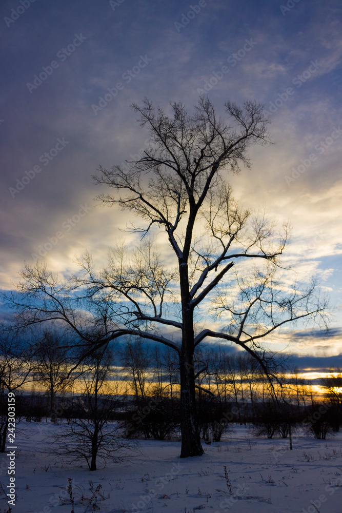 Bare tree in snow on sunset in Siberia. Winter landscape in dark tones. City park in dusk