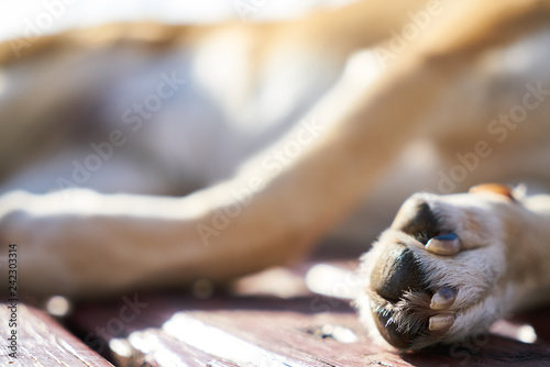 Cute Dog Sleeping