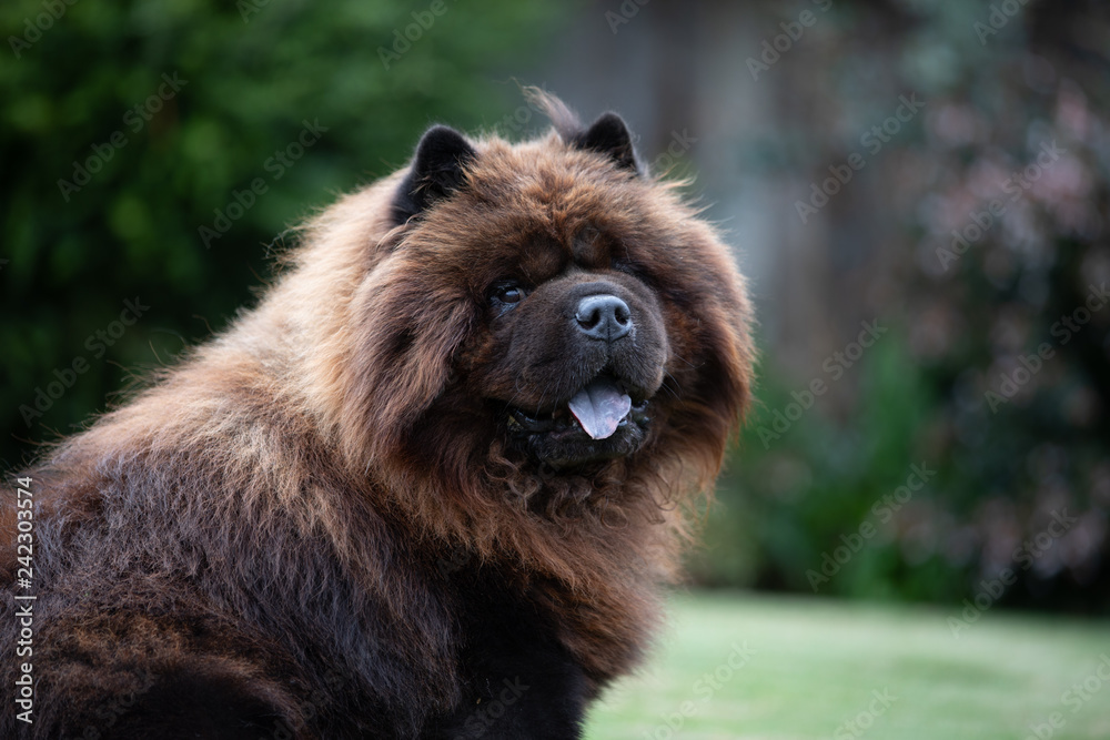 Fototapeta premium Black Chow Dog