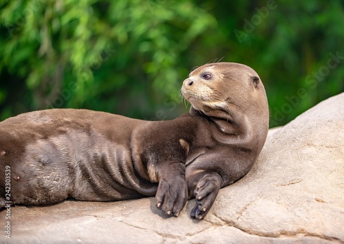 Grey seal - california sea lion- resting on the rock