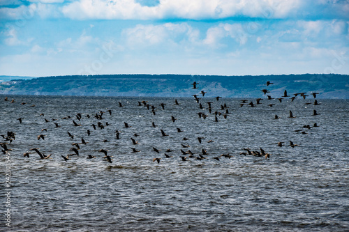 river, water, blue, sky, white, clouds, birds, flock, takeoff, observation © Наталья Меркулова