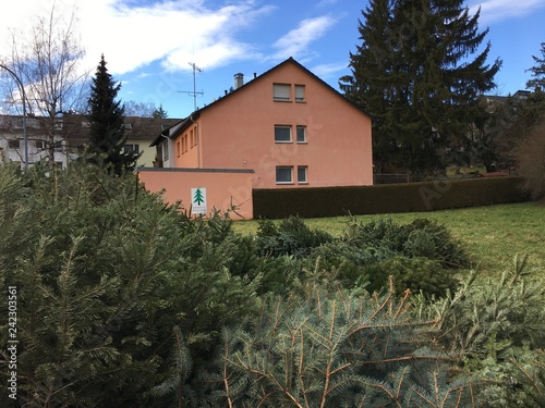 Weihnachtsbaumsammelstelle in Esslingen (Baden-Württemberg)