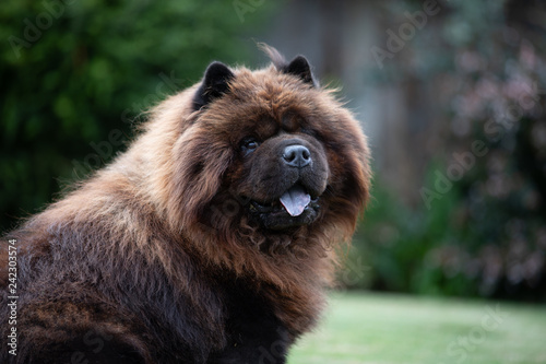 Black Chow Dog