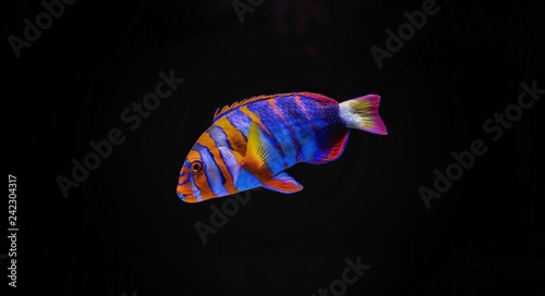 Valokuva Harlequin Tusk
(Choerodon fasciatus)