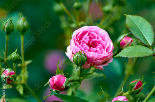 Wallpaper Mural Blossoming rose Torontodigital.ca