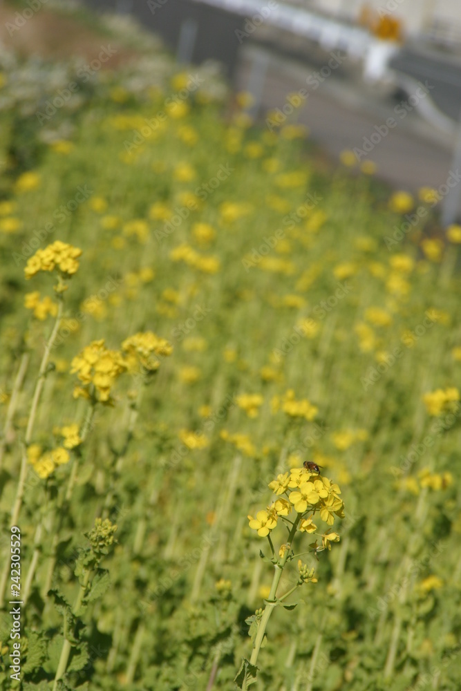 Obraz premium 菜の花に蜂