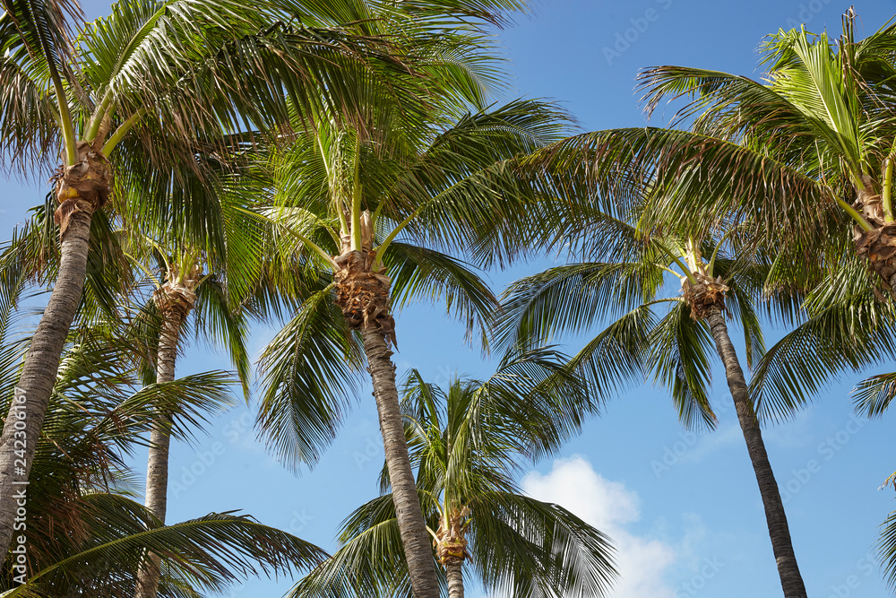 Low Angle View Of Palm Trees Against Blue Sky In Spain Low Angle View Of Palm Trees Against Blue Sky In Spain