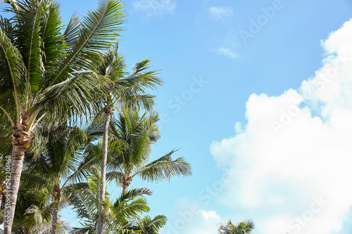 Wallpaper Mural Low Angle View Of Palm Trees Against Blue Sky In Spain Torontodigital.ca