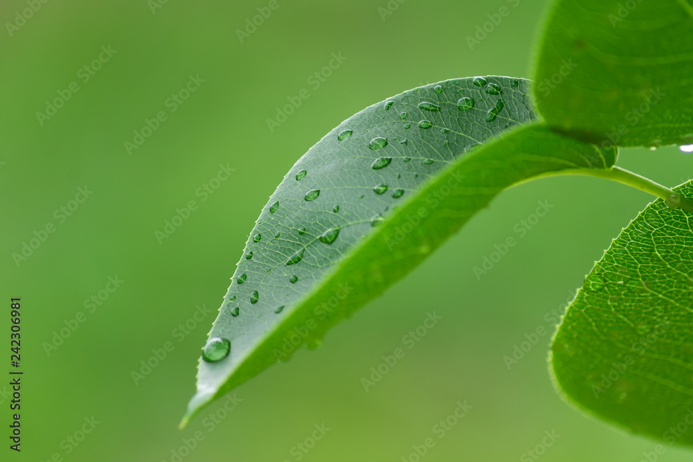 Fototapeta premium green cherry leaf with drops of water. foliage background