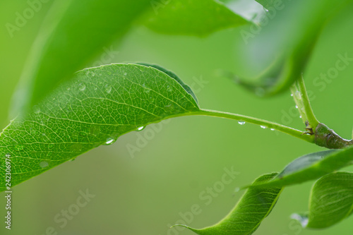 Branch of green cherry leaf with drops of water. foliage background