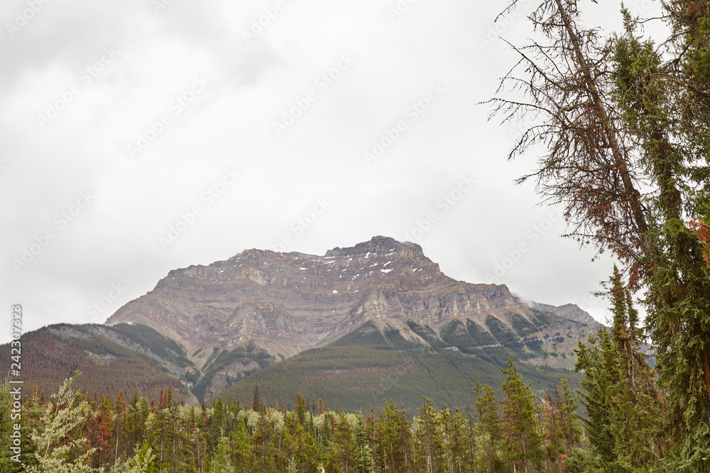 Fototapeta premium Forest Tree Line With Mountains Behind In Alaska