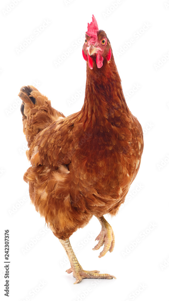 Fototapeta premium Brown hen isolated.