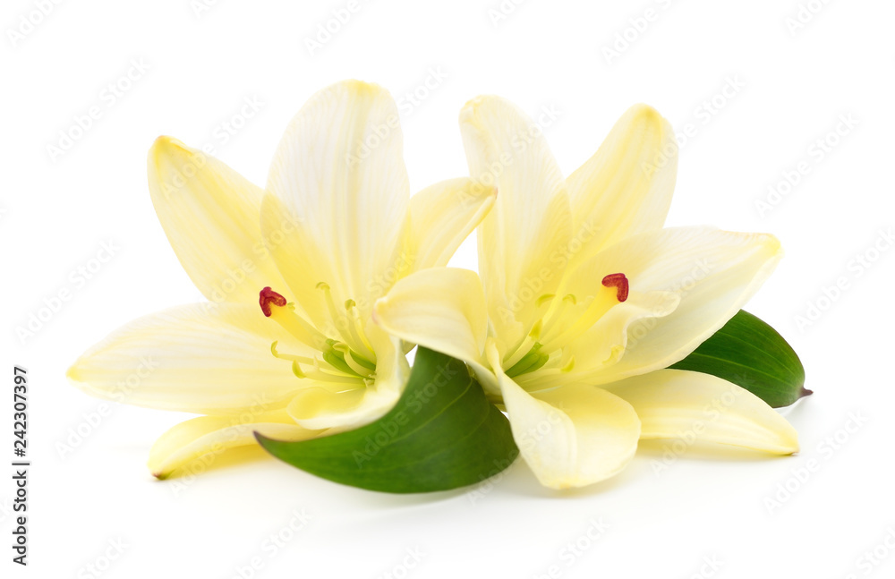 Two yellow lilies. Two yellow lilies.