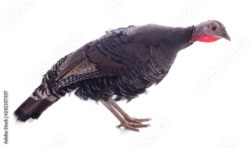 Dark turkey isolated
