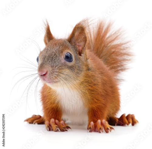 Stampa su tela Eurasian red squirrel.