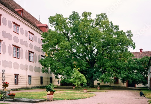 big tree in old castle