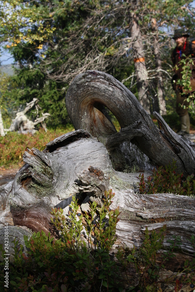 Mix of tree trunks and roots forming unique shapes in Lapland Finland Mix of tree trunks and roots forming unique shapes in Lapland Finland