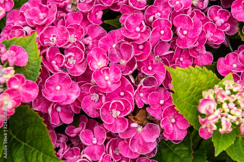 Fototapeta premium Hydrangea curly wurly pink