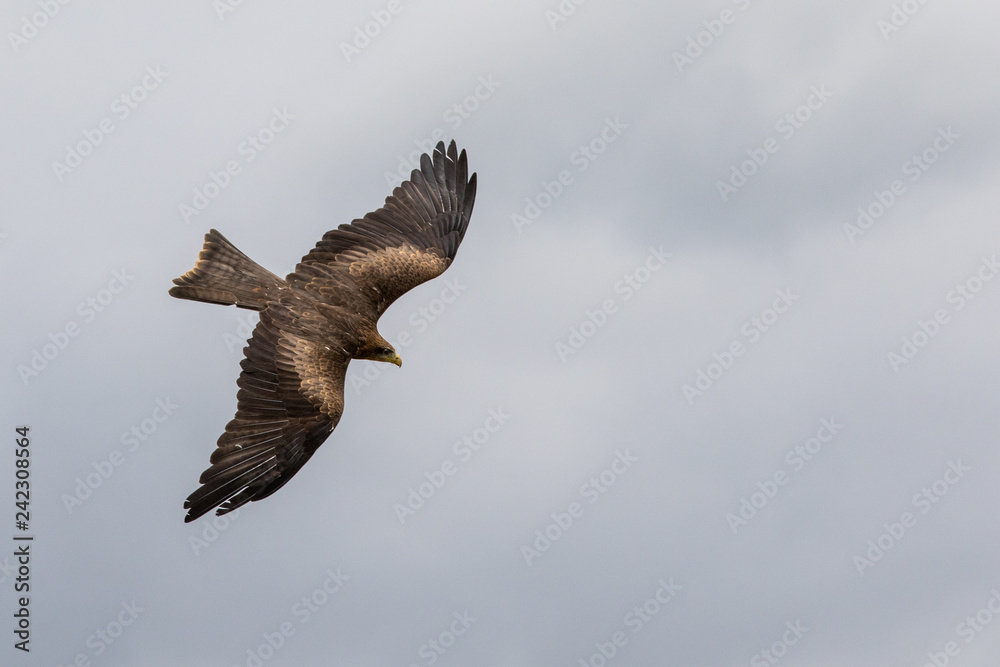 Fototapeta premium Yellow Billed Kite