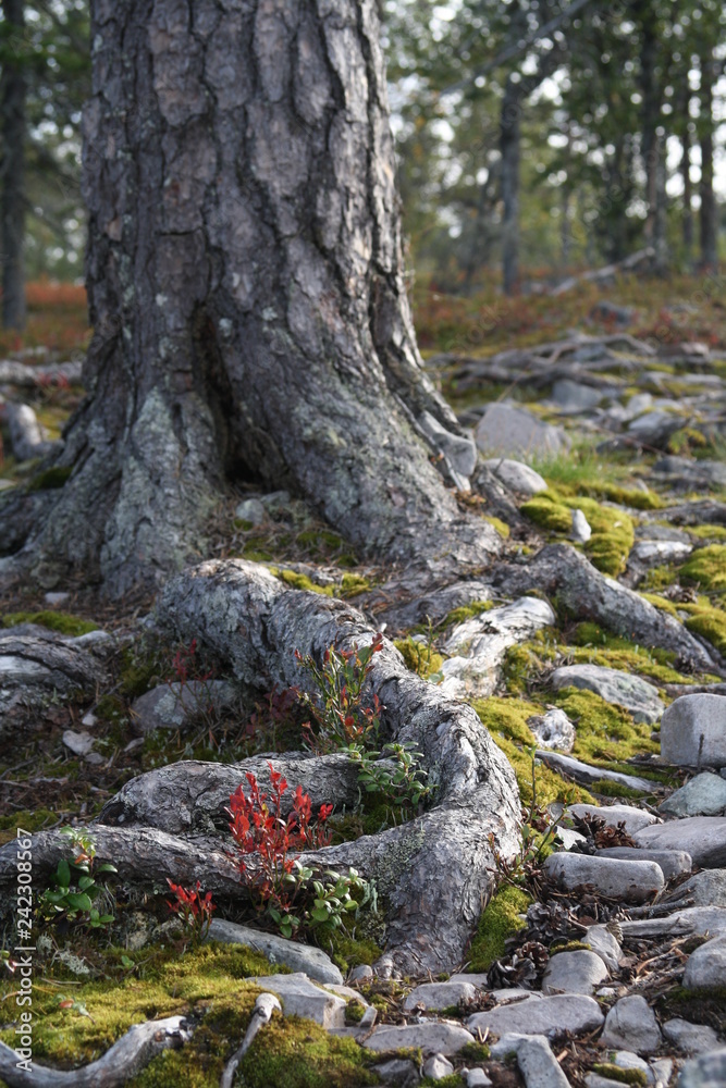 The trunk of a tree and roots meeting the mossed soil, rocks and bushes