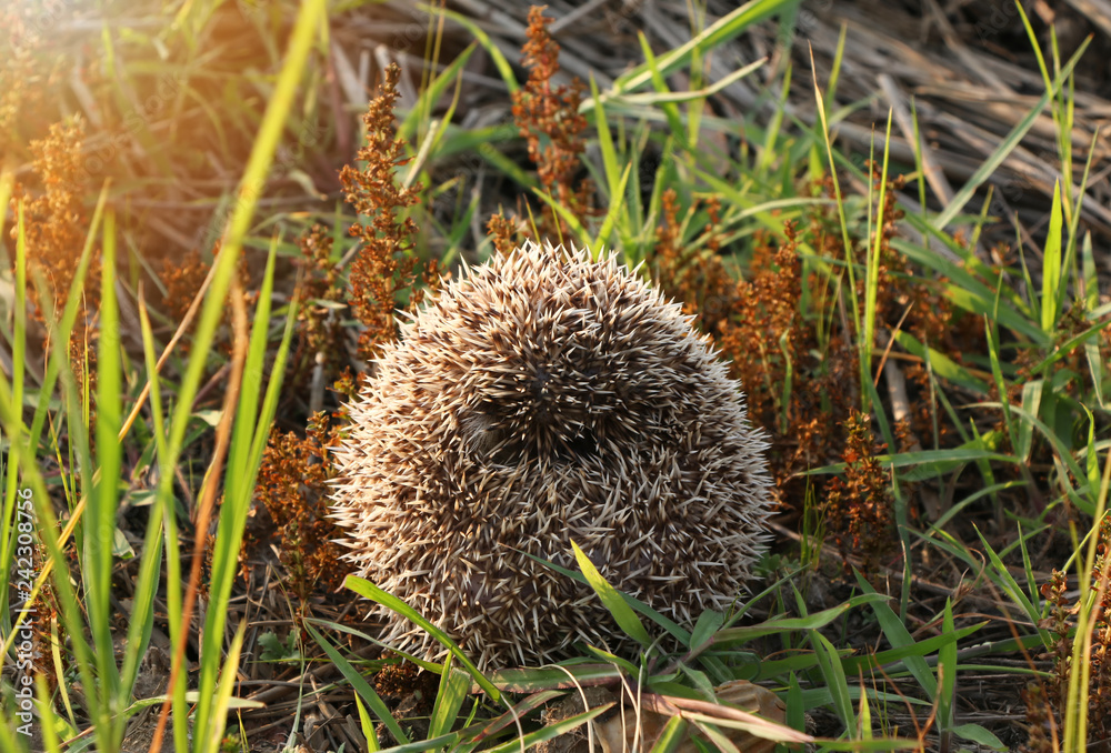 Hedgehog curled up into a ball because of fear Photos | Adobe Stock