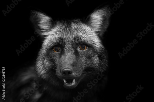 Portrait of a black Fox with yellow eyes © Evgeniya Fedorova