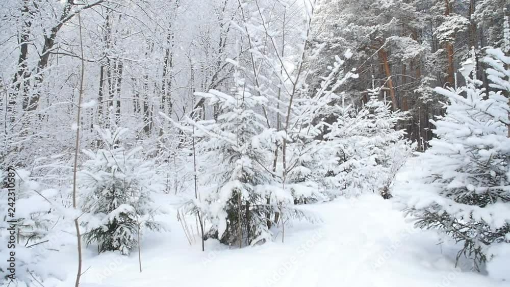 Beautiful winter snowy forest Beautiful winter snowy forest