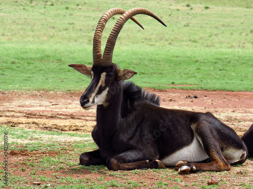 stable antelope in south africa