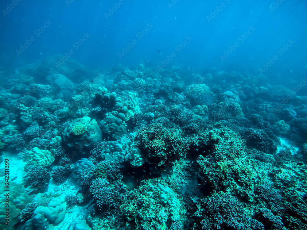 colorful coral reef in thailand