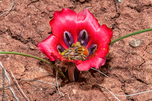 Harold-Porter monkey beetles mating inside a karoosatynblom photo