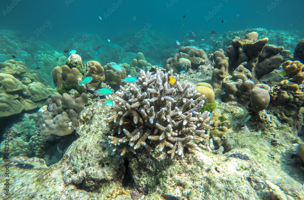 Fototapeta premium kolorowa rafa koralowa w tajlandii